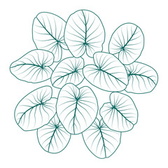 Leaves of a tropical ornamental plant on a white background. Set of line drawings of Monstera and philodendron plants. Graphic images for design and decorated beautifully. - obrazy, fototapety, plakaty