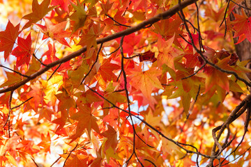Autumn colorful bright leaves swinging in a tree in autumnal park. Autumn colorful background