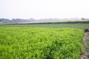 Blooming White Nigella sativa flowers in the field with blue sky. Natural Landscape view