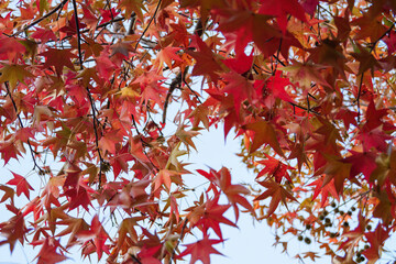 Autumn colorful bright leaves swinging in a tree in autumnal park. Autumn colorful background