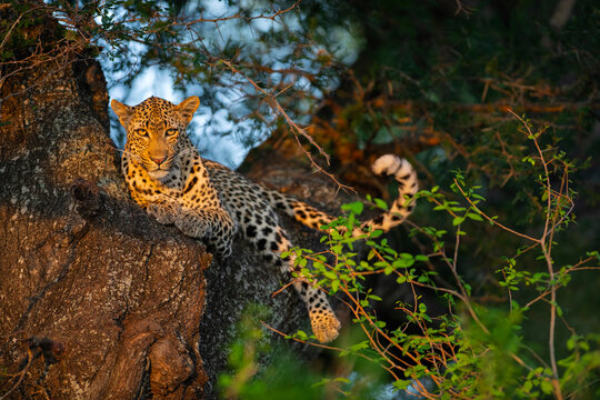 Leopard resting in the fork of a tree at the Kruger National Park in South Africa