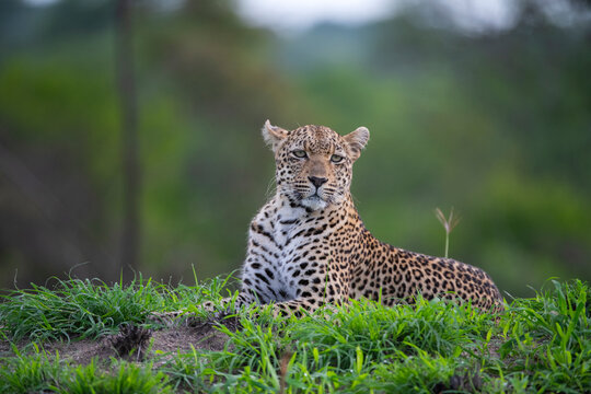Leopard lying on the grass at the Kruger National Park in South Africa