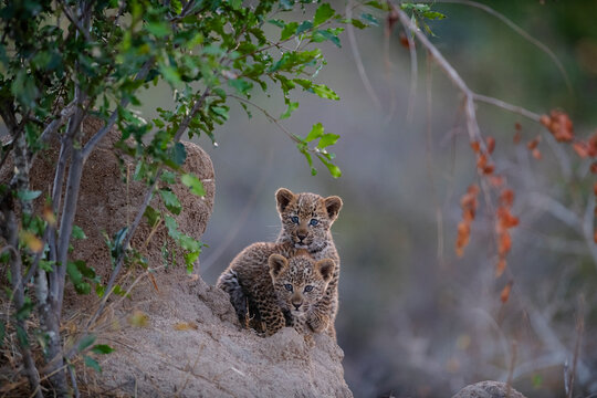 Leopard cubs looking at the camera from a mound at the Kruger National Park in South Africa
