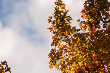 Autumn background with red maple leaves on blue sky background