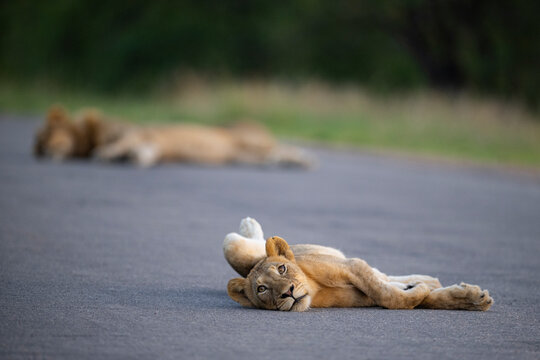 Young lion rolling on a road at the Kruger National Park in South Africa