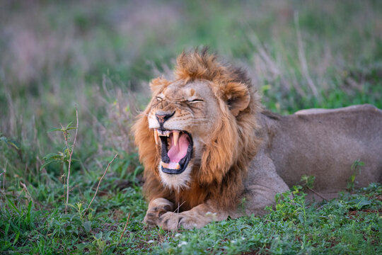 Male lion lying on the grass and yawning at the Kruger National Park in South Africa