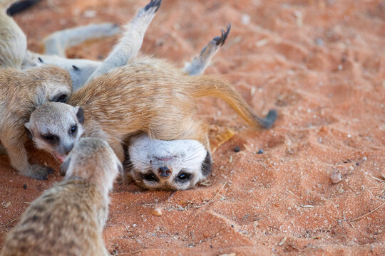 A meerkat mob playing in the sand