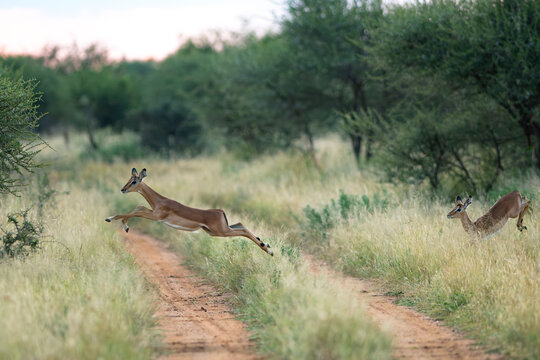 A springbok lamb leaping in the air