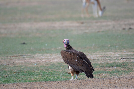 Lappet-faced vulture standing on the ground at the Kruger National Park in South Africa