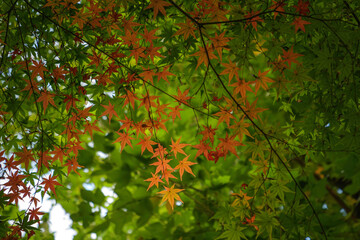 orange and green autumn leaves background