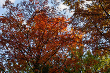 Autumn background with red maple leaves on blue sky background