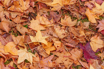 fallen maple leaves on the ground