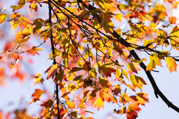 Autumn colorful bright leaves swinging in a tree in autumnal park. Autumn colorful background
