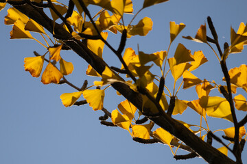 Ginkgo biloba in autumn, yellow ginkgo leaves