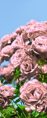 Natural background of rose bush