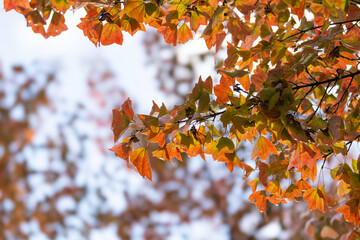 Autumn colorful bright leaves swinging in a tree in autumnal park. Autumn colorful background