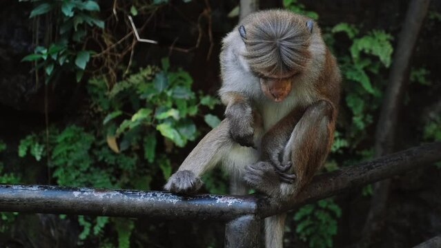 Macaca sinica toque. Shy wild monkey sitting in rainforest in Sri Lanka