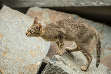 the cat causes a lot of sadness to mankind, endless love
Close-up of hand stroking cat indoors.
Hand feeding cat with meat indoors.
