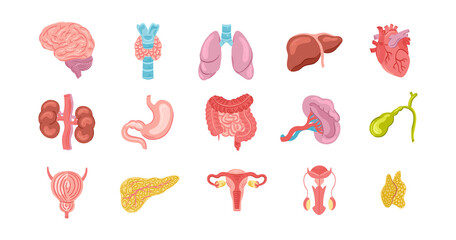 Hand drawn flat organ original set collection with different human body organs