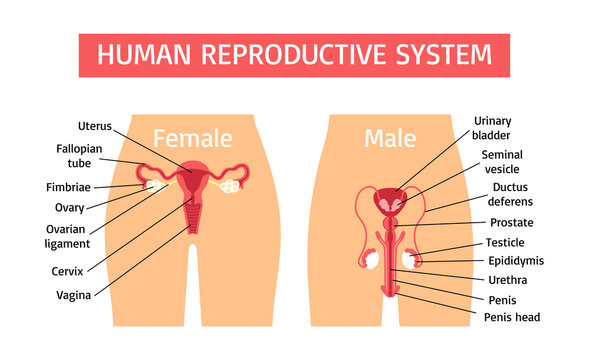 Hand drawn flat human body infographics with reproductive systems