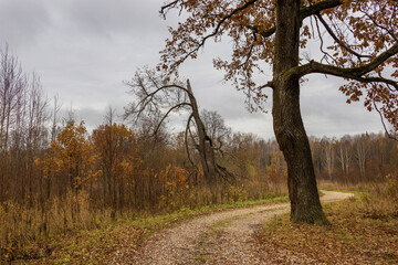 Mystical autumn landscape, old trees near the road