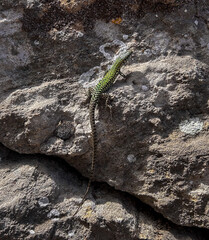 Nature's Jewel: Green Lizard Basks in San Marino's Sunlight