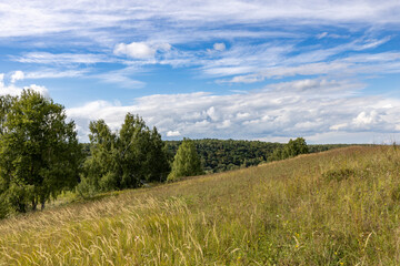 Meadow grass on a hillside, bright sunny landscape