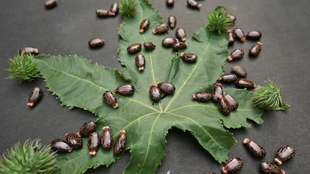 Castor seeds slow motion video. Ricinus communis, the castor bean or palma christi is a species of perennial flowering plant in the spurge family. Many Ayurvedic medicines are made from its oil.