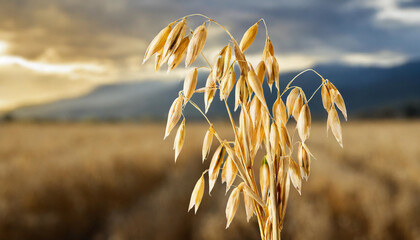 Closeup of the golden oat crops blurred oat field rural agricultural landscape bokeh background