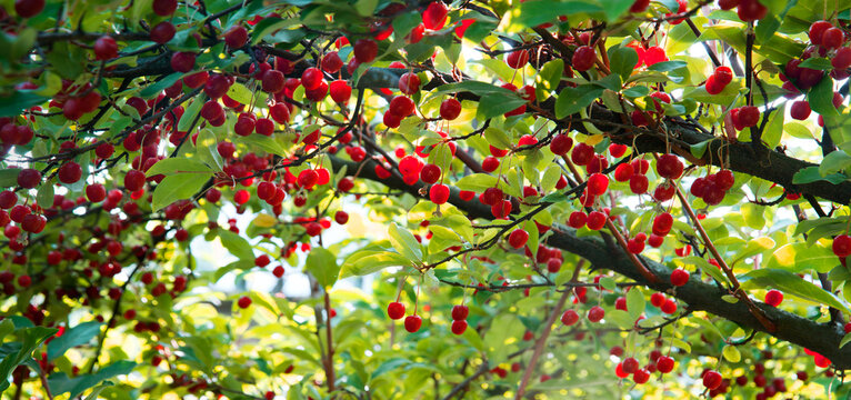 Branch with red gumi berries