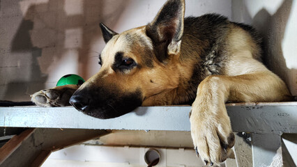 Lonely, sad dog German Shepherd sadly waiting its owner. Russian eastern European dog veo is ill...