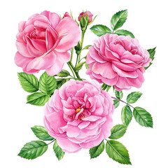 Watercolor Pink flowers. Rose, buds and leaves. flora elements, roses greeting card watercolor. Pink floral design