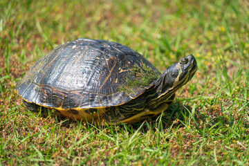 Cute Turtle in the Grass at Atalaya Castle