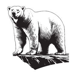 Polar bear silhouette isolated on white background
