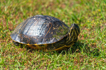 Cute Turtle in the Grass at Atalaya Castle