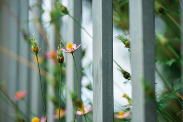 A cheerful display of sunny Sulfur cosmos, artfully arranged on a matching yellow background for a...