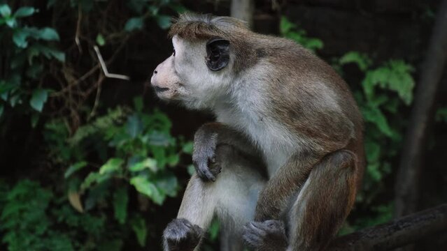 Macaca sinica toque. Wild monkey sitting in rainforest in Sri Lanka