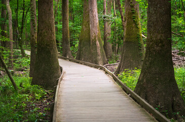 Fototapeta premium Boardwalk Trail at Congaree National Park in central South Carolina