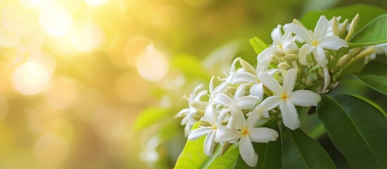 Andaman satinwood, white flowers, sweet fragrance, blurry garden background.