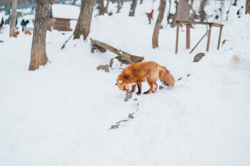 Cute fox on snow in winter season at Zao fox village, Miyagi prefecture, Japan. landmark and popular for tourists attraction near Sendai, Tohoku region, Japan. Travel and Vacation concept