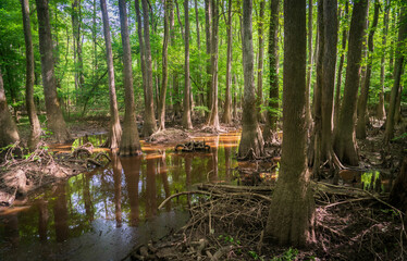Fototapeta na wymiar The Forest Floor at Congaree National Park in central South Carolina