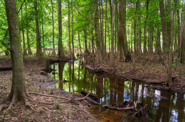 The Forest Floor at Congaree National Park in central South Carolina