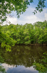 Fototapeta na wymiar Congaree National Park in central South Carolina
