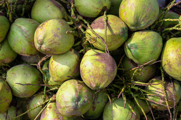 Pile of fresh young green coconut fruit (Cocos nucifera) is famous delicious tropical fruit ,has freshness edible Coconut water and coconut meats sold by local vendor at Thai flea market ,Thailand