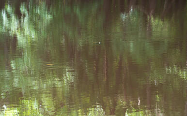 Congaree National Park in central South Carolina