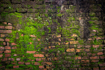 Rained on Red Bricks wall covered by green moss lichen and small plants