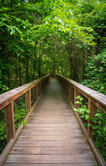 Obraz premium Boardwalk Trail at Congaree National Park in central South Carolina