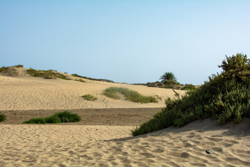 Fototapeta na wymiar Sand dunes with green plants of Maspalomas on Gran Canaria in Spain