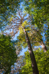 Fototapeta premium Congaree National Park in central South Carolina