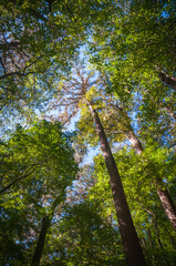 Congaree National Park in central South Carolina